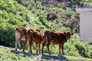 Amarok-Adventure-Tour-SL-990