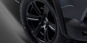 HSV-Colorado-SportsCat-25